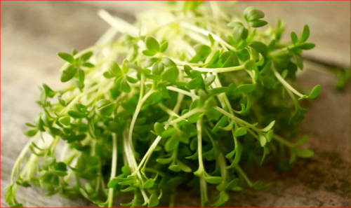 Микрозелень Кресс салат смесь (10 гр.) это большая весовка