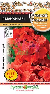 Цветы Пеларгония Русский Размер F1 (5 шт) РО