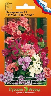 Цветы Пеларгония (герань) Мультиблум F1 смесь (6 шт) РО серия Профи
