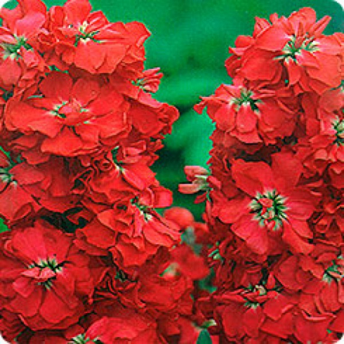 Цветы Левкой Красный Викинг  (0,15г) РО