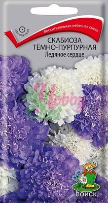 Цветы Скабиоза тёмно-пурпурная Ледяное сердце (10 шт) Поиск