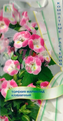 Цветы Торения Мармелад Клубничный (5 шт) Поиск Комнатные