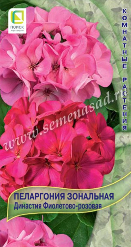 Пеларгония Династия фиолетово-розовая Зональная  5шт
