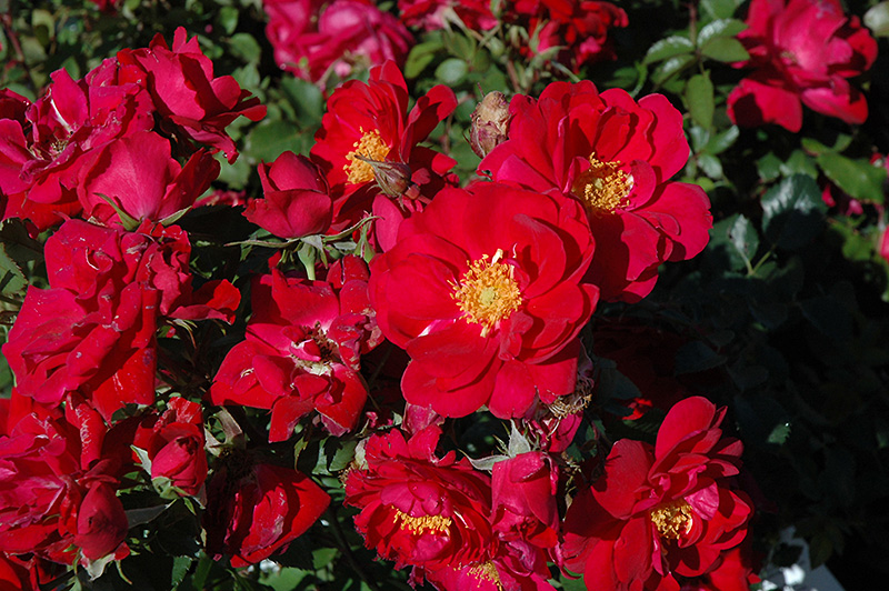 Хоуп оф хьюманити роза канадская фото и описание