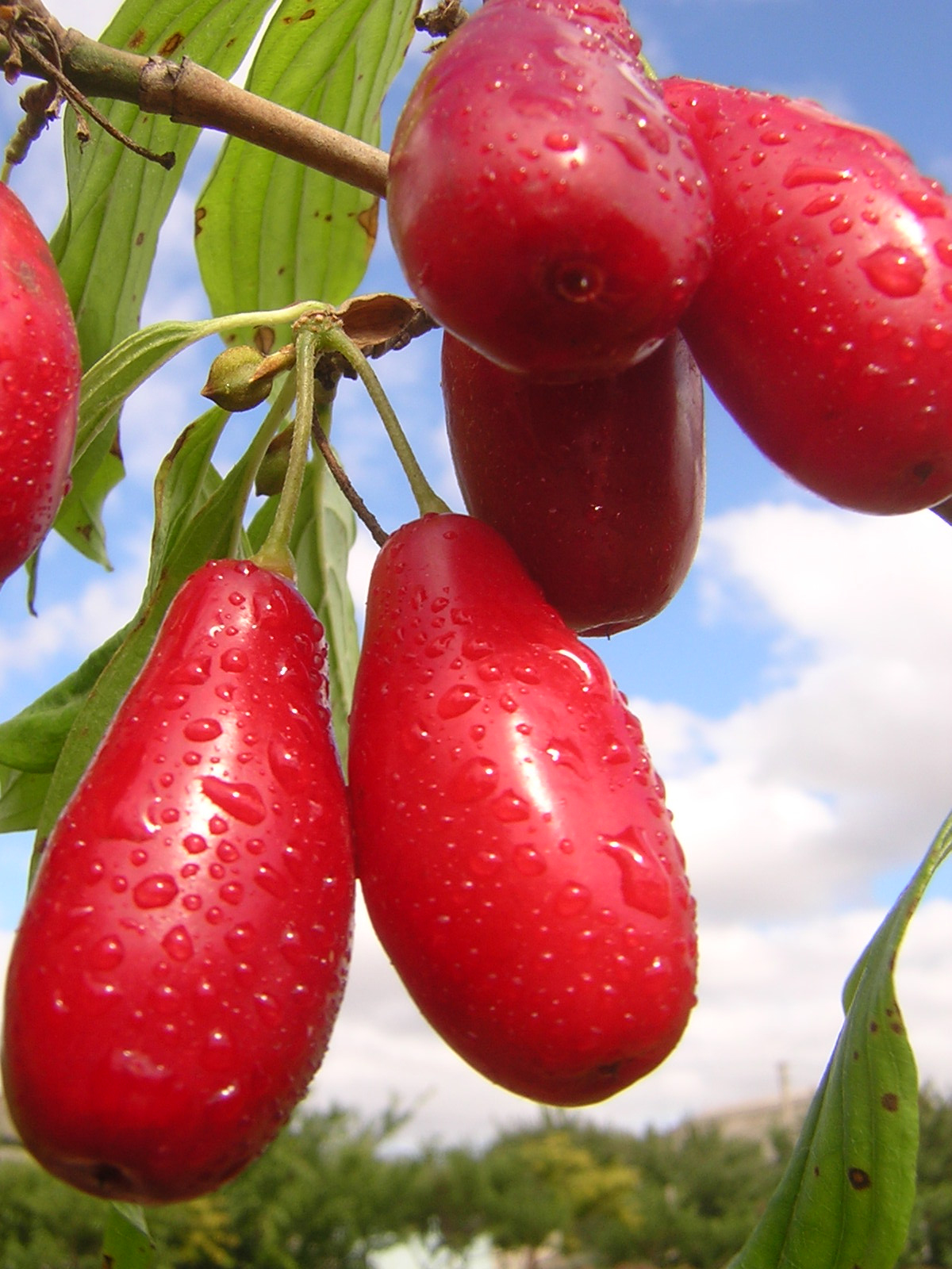 Кизил обыкновенный Волгоградский. Поиск
