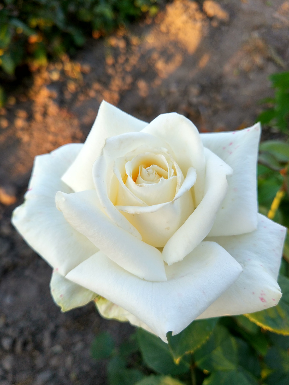 Чайно гибридная роза белая