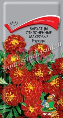 Цветы Бархатцы Ред черри отклоненные махровые (0,3 г) Поиск