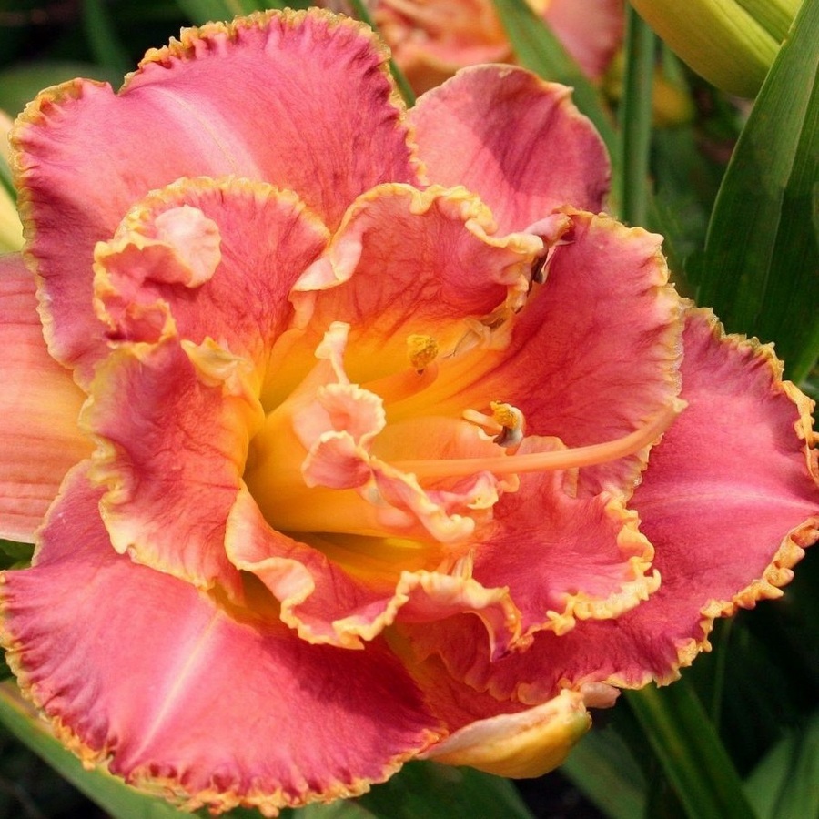 Лилейник Сьюзан Притчард Пети