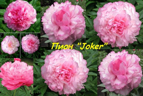 ДЖОКЕР ПИОН