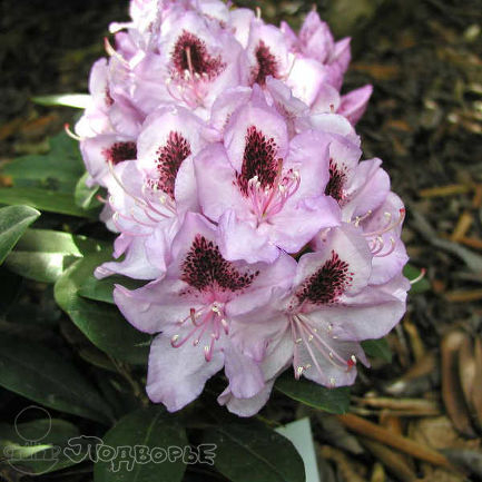 Азалия/Рододендрон гибридный Humboldt