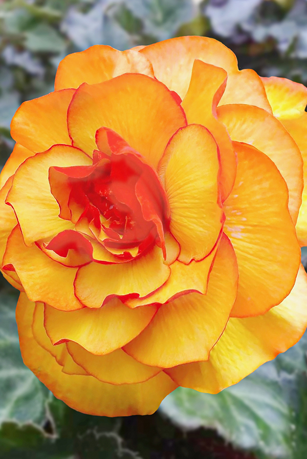 Бегония Пикоти Желто-красная (В упаковке 3 шт.)