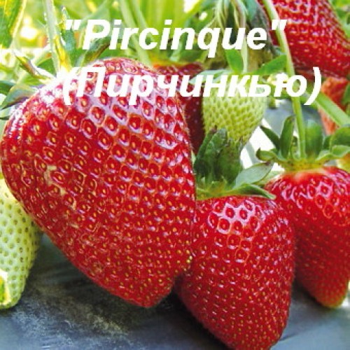 Клубника Pircinque