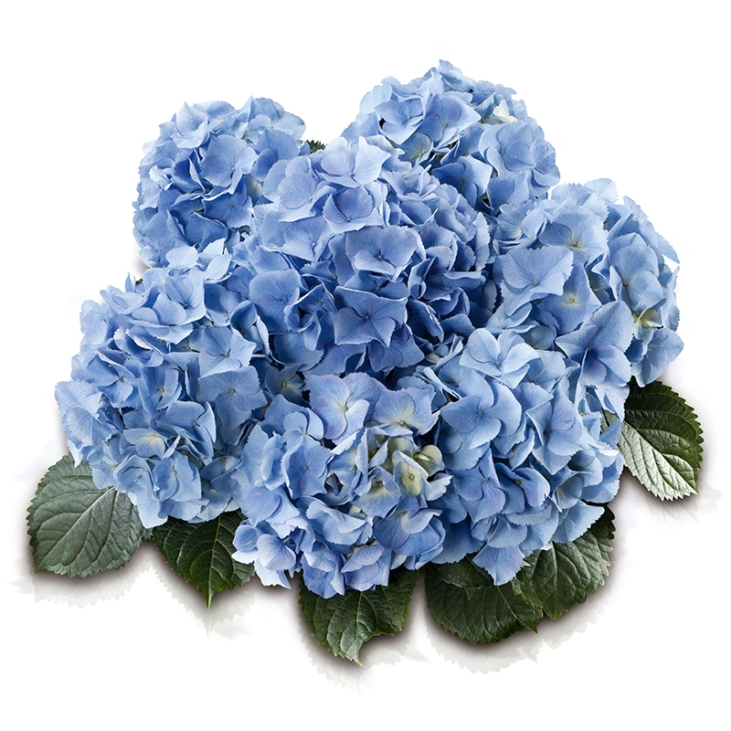 Гортензия Fleurie Blue