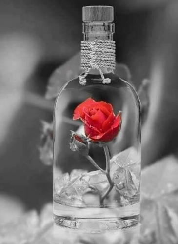 Роза в бутылке