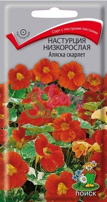 Цветы Настурция Аляска скарлет низкорослая (1 г) Поиск