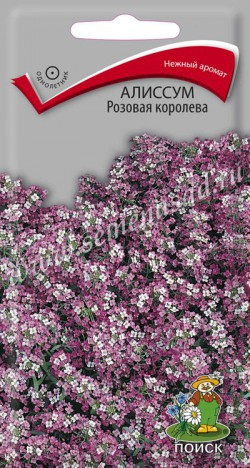 Цветы Алиссум Розовая королева (0,3 г) Поиск