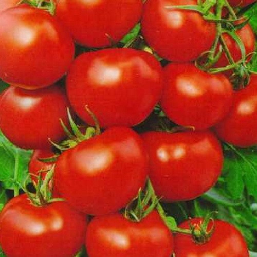 Сорт томатов оля f1. Томат Оля ф1. Семена томат Оля f1. Томат Оля f1 "уд".
