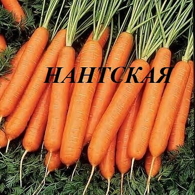Морковь  Нантская белый пакет