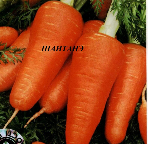 Морковь Шантанэ белый пакет