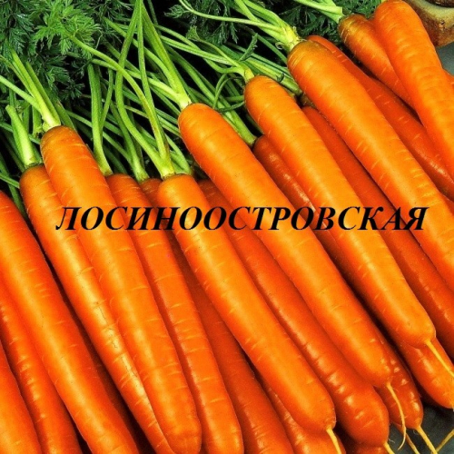 Морковь Лосиноостровская  белый пакет
