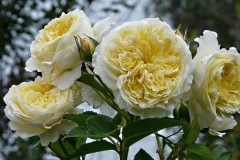 роза кустарниковая Пилгрим