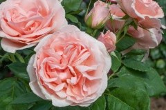 роза чайно-гибридная Бэлль Романтика