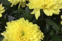 хризантема садовая Зембла Бразил