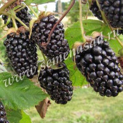Ежевика Трипл Краун (средний, ягода черная, крупная, бесшипный)