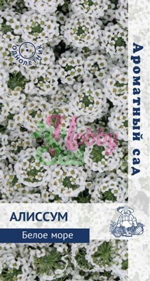 Цветы Алиссум Белое море (0,3 г) Поиск
