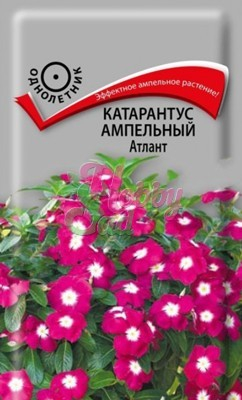 Цветы Катарантус Атлант ампельный (10 шт) Поиск