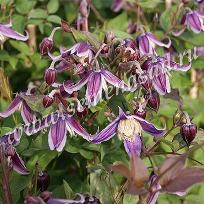 Клематис крупноцветковый (капер) Люкс Ян Фопма (фиолетовый, ароматные, цветки можно использовать для срезки)