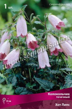 Колокольчик точечный Хот Липс