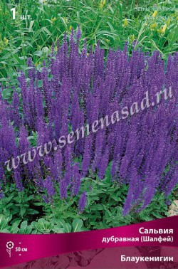 Сальвия дубравная(Шалфей) Блаукенигин