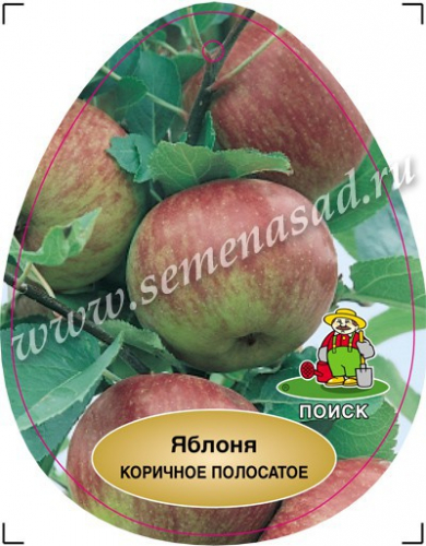 Яблоня Коричное полосатое (подвой семенной) (2-х лет) (раннеосенний, плод желтый с красными штрихами)