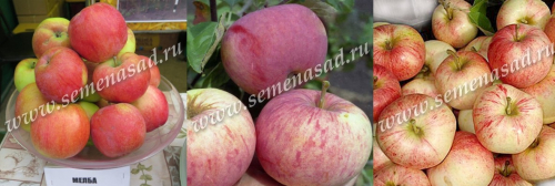 Дерево-сад (2-3летка) яблоня /подвой семенной/ 3 сорта Мелба - Орлинка - Конфетное
