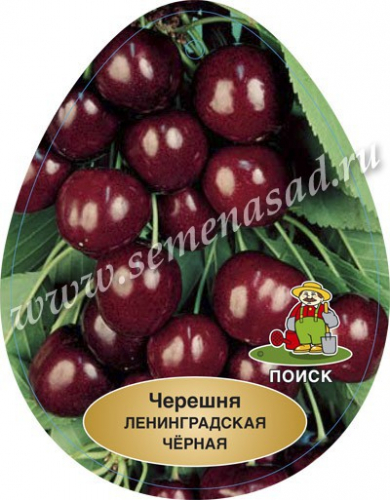 Черешня Ленинградская черная (средний, плод черно-вишневый)