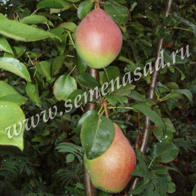 Груша Новелла (2-х лет) (зимний, плод зеленый с розовым загаром на меньшей части плода)
