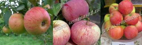 Дерево-сад (2-3летка) яблоня /подвой семенной/ 3 сорта Медуница - Орлинка - Мелба