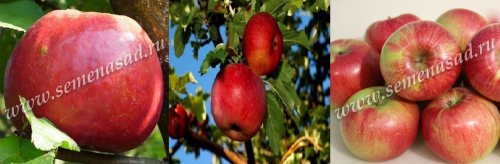 Дерево-сад (2-3летка) яблоня /подвой семенной/ 3 сорта Жигулевское - Апорт - Уэлси