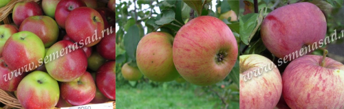 Дерево-сад (2-3летка) яблоня /подвой семенной/ 3 сорта Лобо - Медуница - Орлинка
