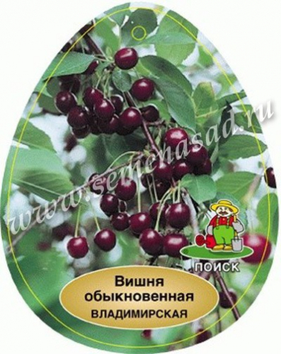 Вишня Владимирская (2-х лет) (средний, плод черно-красный)