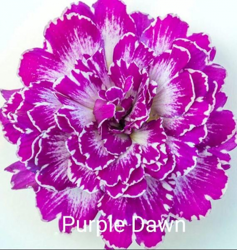 Примула Belarina Purple Dawn, укорененные черенки