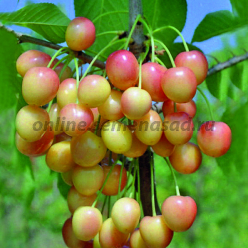 Черешня Орловская розовая (2-х лет) (средний, плод розовый)