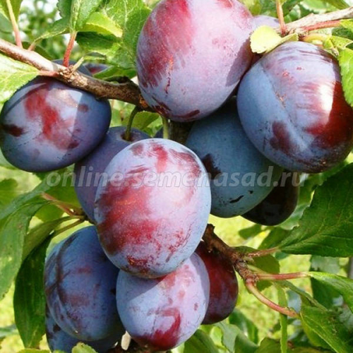 Слива Волжская красавица (ранний, плод красно-фиолетовый)