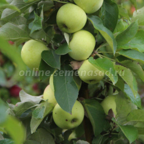 Яблоня колонновидная Чебурашка (подвой 54-118, полукарликовый) (летний, плод бело-зеленый)