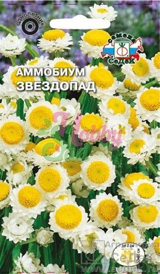 Цветы Аммобиум  Звездопад ( крылатый) (0,2 г) Седек