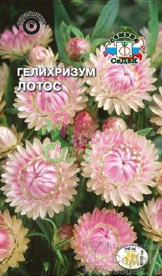 Цветы Гелихризум Лотос (0,2 г) Седек