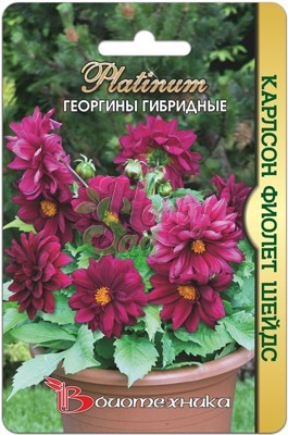 Цветы Георгина Карлсон Фиолет Шейдс гибридные (10 шт) Биотехника