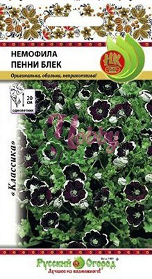 Цветы Немофила Пенни Блек  (0,2 г) РО