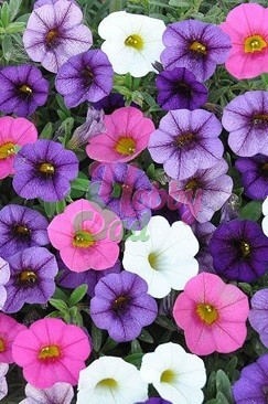 Цветы Калибрахоа Колибри смесь (6 шт) РО